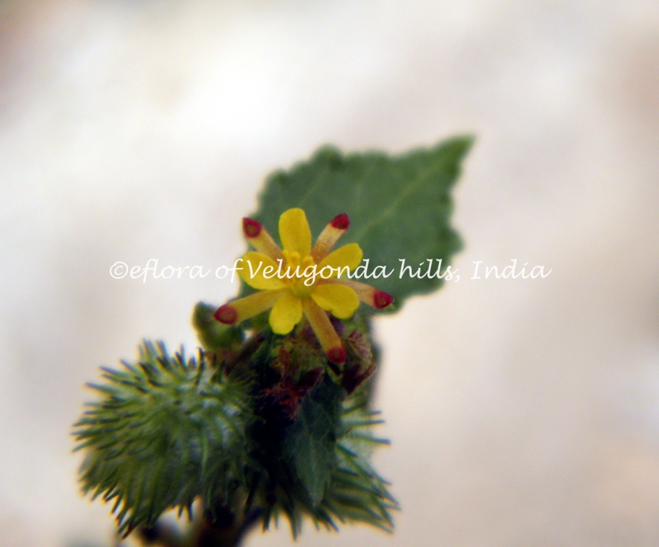 Triumfetta eFlora of India